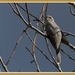 Grey bird by gosia