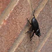 4th Jun 2014 - Beetle