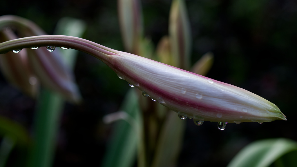 After the thunderstorm by eudora