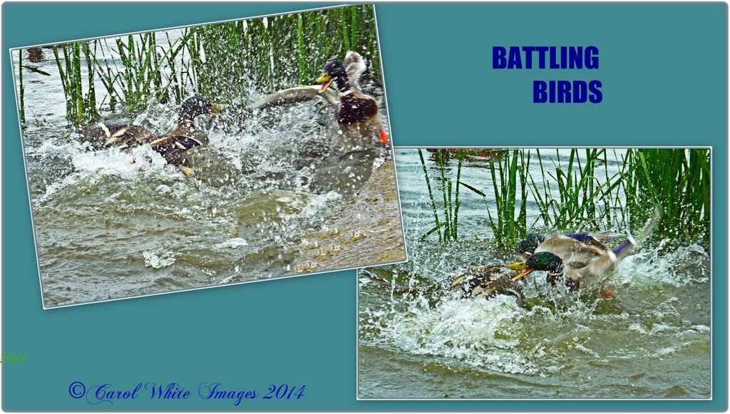 Battling Birds(mallards) by carolmw