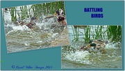4th Jun 2014 - Battling Birds(mallards)