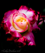 4th Jun 2014 - Nancy's Rose