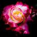 Nancy's Rose by cdonohoue