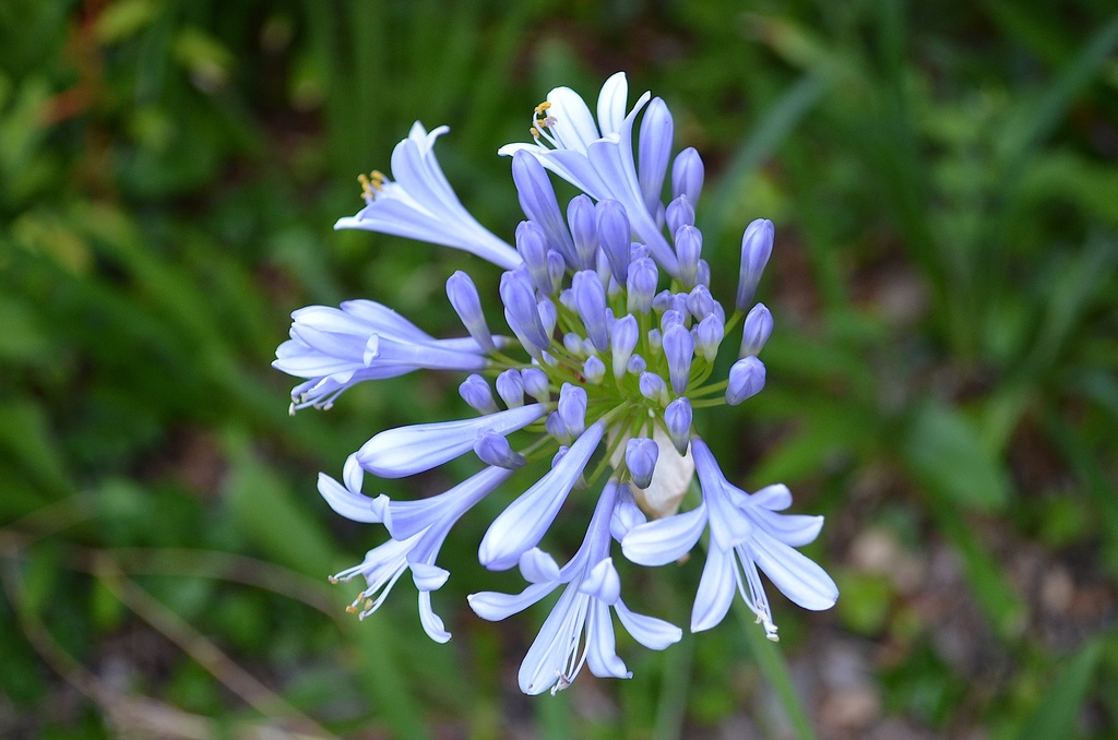 Nile blue lily by congaree