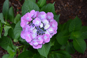 3rd Jun 2014 - Hydrangea