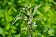 19th May 2014 - STINGING NETTLE