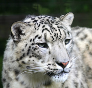 4th Jun 2014 - Snow Leopard-view on black if you have time.