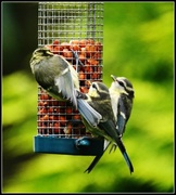 4th Jun 2014 - Young Blue Tits can certanly look after themselves now