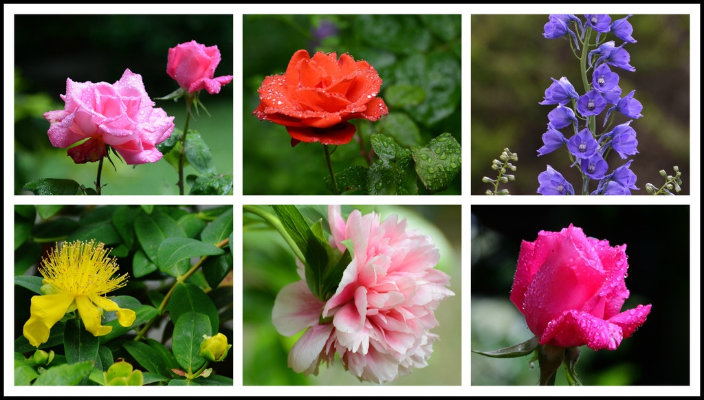 Flowers of my garden collage by rosiekind