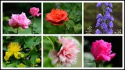 4th Jun 2014 - Flowers of my garden collage