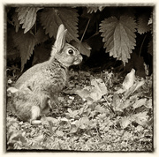 4th Jun 2014 - 4th June 2014 - Little brown rabbit