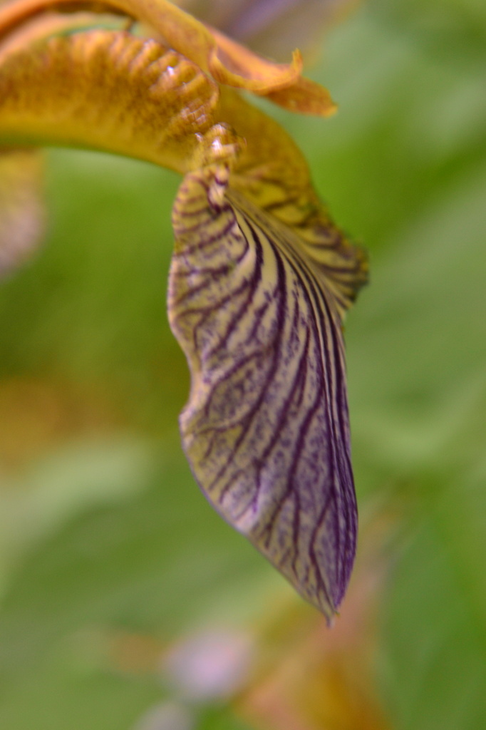 Wild Iris Petal by ziggy77
