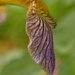 Wild Iris Petal by ziggy77