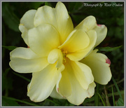 4th Jun 2014 - Yellow Rose