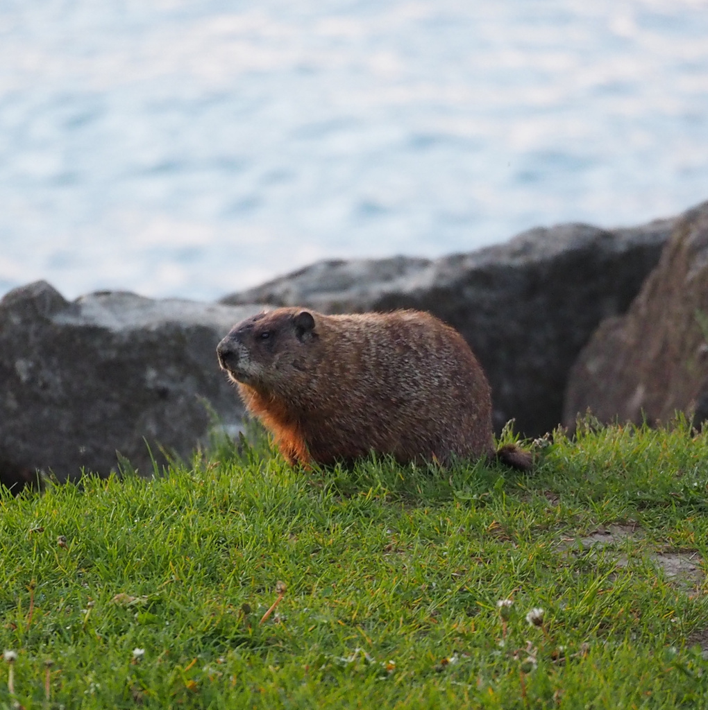 WATER - oops there's a muskrat in the way! by selkie