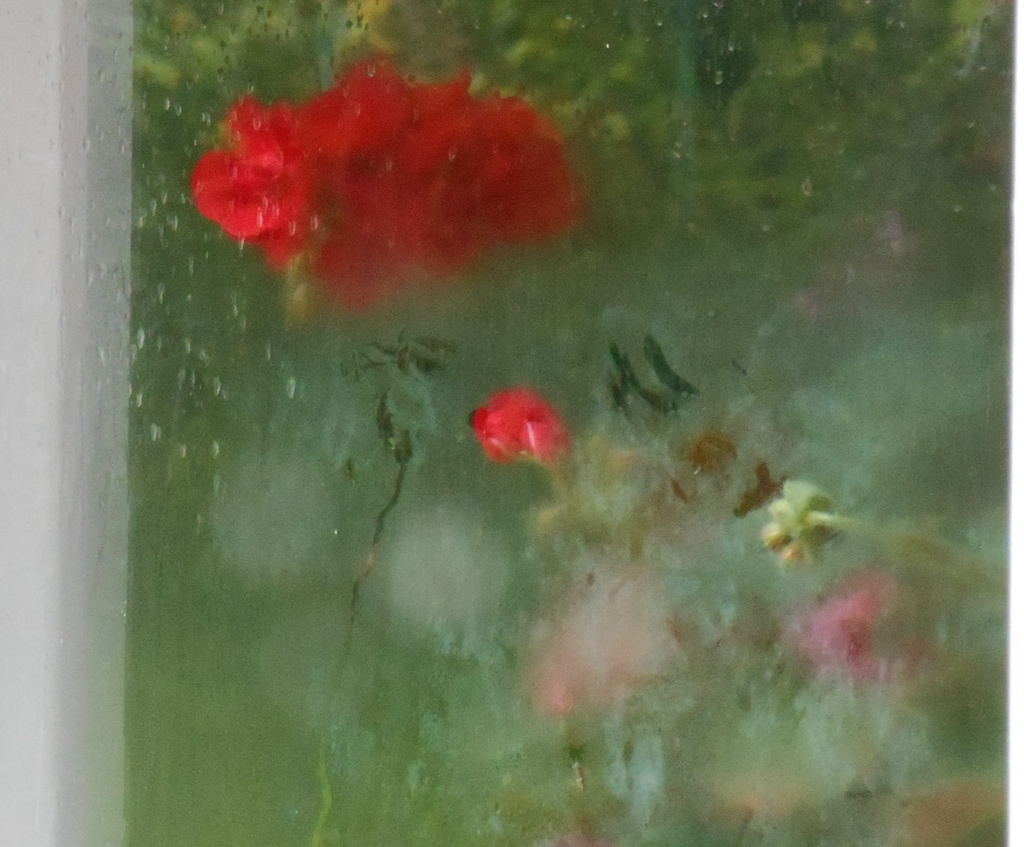 Geraniums seen through a rain drenched window...... by snowy