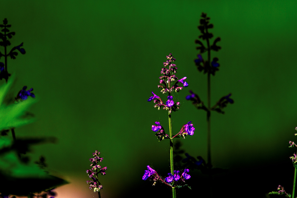 Garden Catmint in the Morning Light by tosee