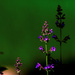 Garden Catmint in the Morning Light by tosee