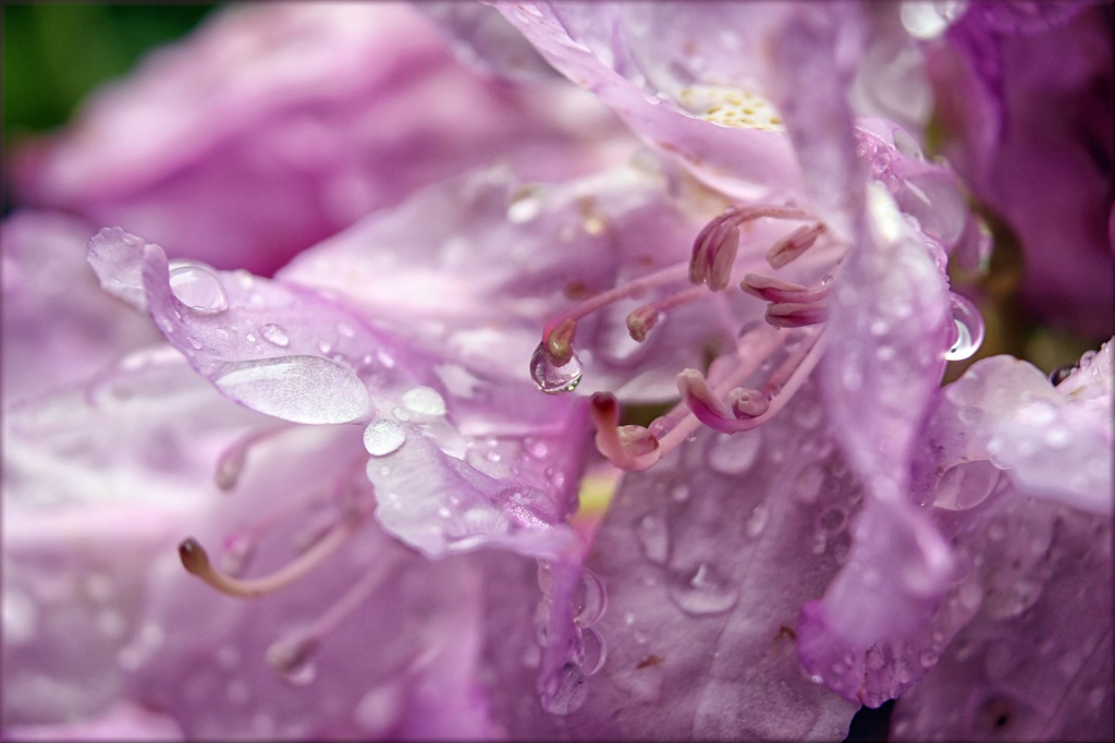 Rain Soaked Rhododendron Petals by paintdipper