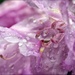 Rain Soaked Rhododendron Petals by paintdipper