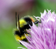 3rd Jun 2014 - Bee On Chive