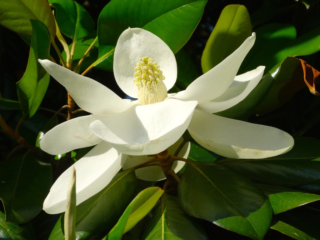 Southern Magnolia Blossom by khawbecker
