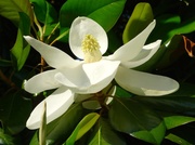 4th Jun 2014 - Southern Magnolia Blossom