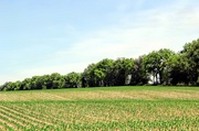 4th Jun 2014 - The Corn Is Growing