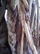 4th Jun 2014 - Plaited Banyan