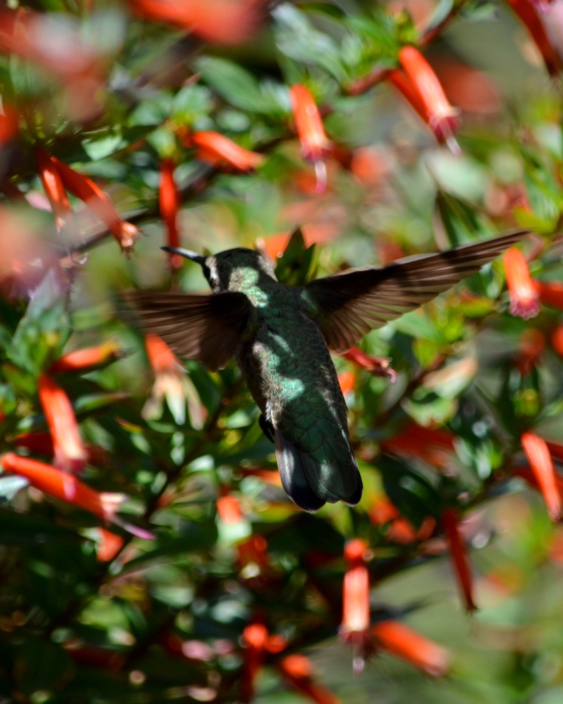 Hummingbird by mariaostrowski
