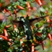 Hummingbird by mariaostrowski