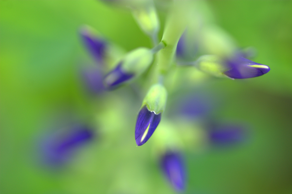 false indigo by vankrey