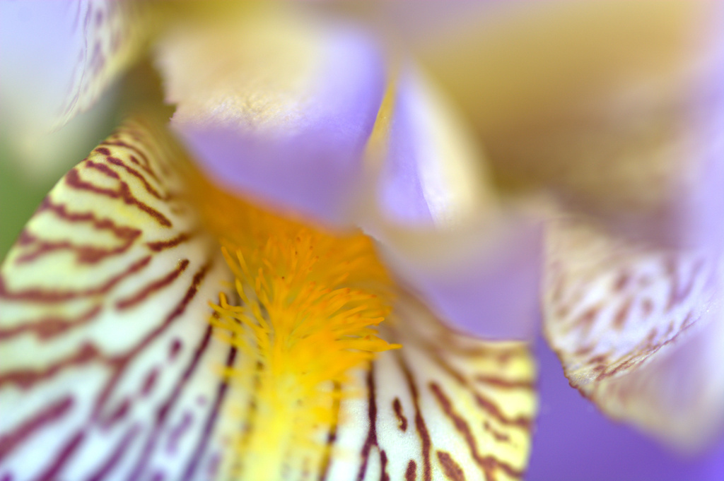iris by vankrey