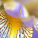 iris by vankrey
