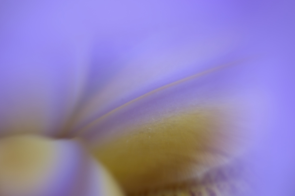 abstract iris by vankrey