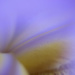 abstract iris by vankrey