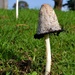 Mushroom Mania - Day 5 (2 of 3) by gigiflower