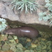 Mini Hippo by pamelaf
