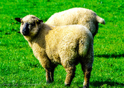 5th Jun 2014 - Derbyshire Sheep