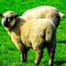 Derbyshire Sheep by tonygig