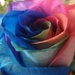 Rainbow Rose 2 by leestevo