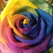 Rainbow Rose 1 by leestevo