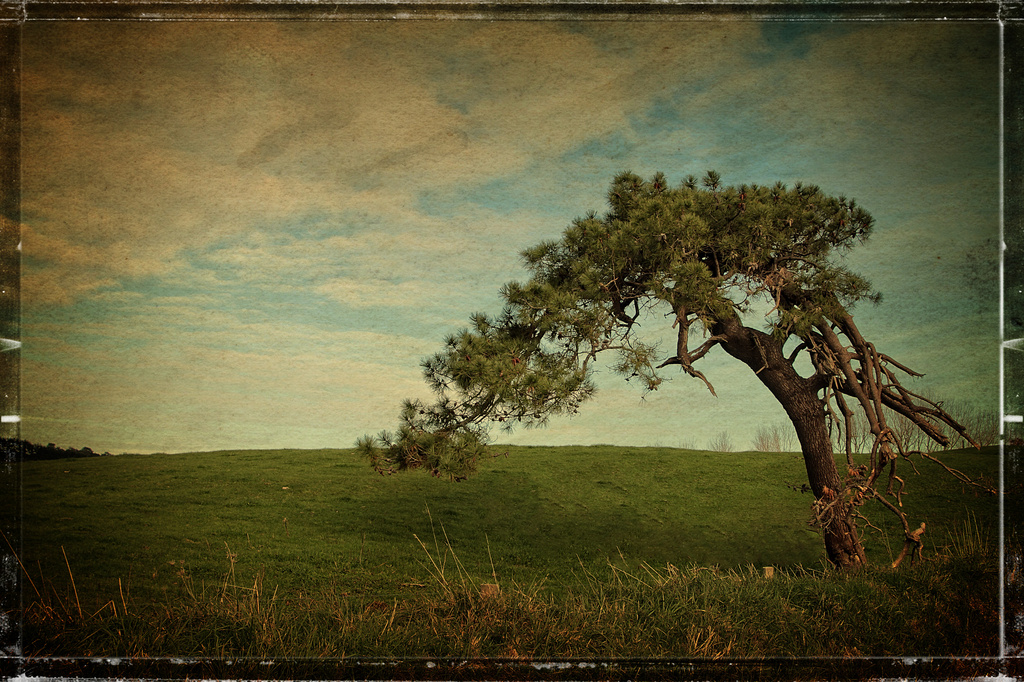 Lone tree by rustymonkey