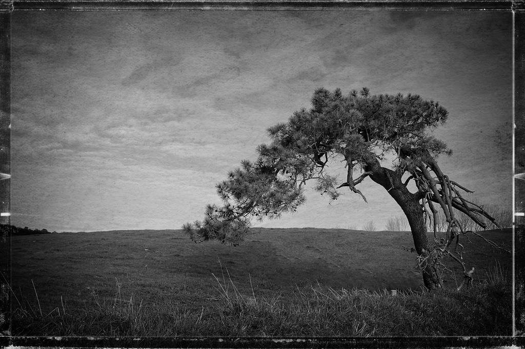 Lone tree, B&W by rustymonkey