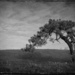 Lone tree, B&W by rustymonkey