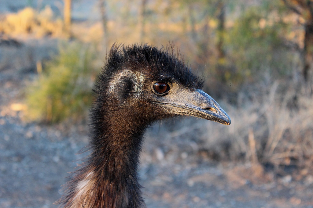 "Emu at Lightning Ridge"... by tellefella