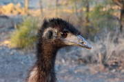 5th Jun 2014 - "Emu at Lightning Ridge"...