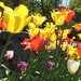 Tulips In Full Bloom by yogiw