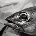 Silver fish by cocobella