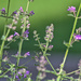 More Catmint by tosee